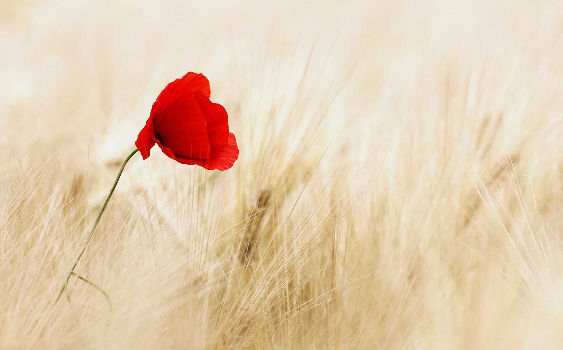 Gmail Flower